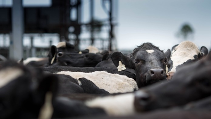 Поголовье скота в мире статистика. Крупный рогатый скот: это какие животные в нашем крае