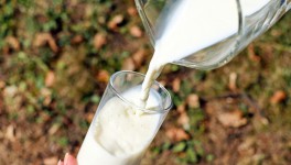 Рейтинг: ТОП-20 регионов по объемам производства питьевого молока