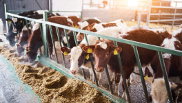 Валовый надой Топ-30 крупнейших производителей молока в 2022 году превысил 4 млн т