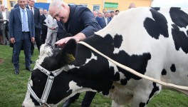 Хозяйство Лукашенко вошло в тройку крупнейших производителей молока в Беларуси и России