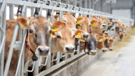 «Ъ»: партнер братьев Ротенбергов купил ряд молочных ферм и животноводческий комплекс в Ленобласти