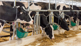 ГК «Атлантис» планирует построить молочную ферму под Калининградом за 35 млрд рублей