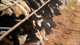 АО «Димское» планирует завершить строительство молочной фермы на 1,5 тыс. голов КРС в 2025 году