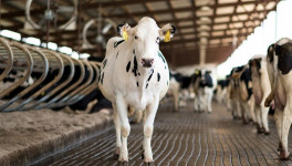 ТОП-10 компаний, получивших больше всего «капексов» на молочные фермы
