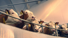 Курганское "Агро-клевер" в 2023 году построит молочно-товарную ферму на 400 коров