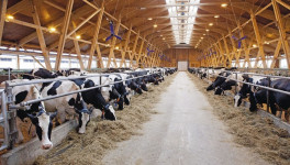 ОАО «Заря» строит в Вологодской области молочную ферму на 3 тыс. голов