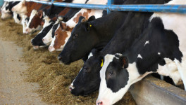 На строительство молочной фермы «Белгранкорм-Великий Новгород» выделят 45 млн рублей