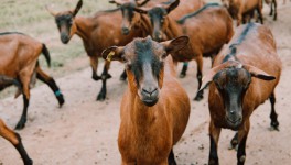 В этом году в Удмуртии откроются две козоводческие фермы по тысяче голов
