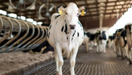 «Приокское мясо» начало II этап создания в Рязанской области молочной фермы за 3 млрд рублей