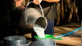 ГК «ЭкоНива» увеличила производство молока на 21% в 2021 году