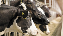 «Союзмолоко»: цены на сырое молоко стабилизировались после снижения