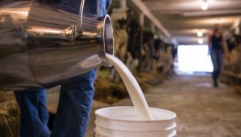 На Кубани с начала года произвели более 1,1 млн тонн молока