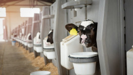 Селекционно-генетический центр для развития молочного скотоводства создадут на Кубани