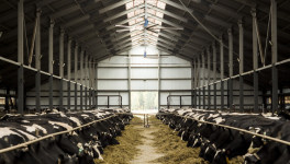 «Рейвен Раша Проперти Эдвайзорз» планирует построить молочную ферму на 3,6 тыс. голов в Тверской области