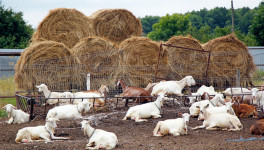 Агрохолдинг "Мирный" ввел в Адыгее второй комплекс по производству козьего молока