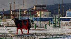 Веселая пятница: В Южно-Курильске исчезла пластиковая корова, которую полюбил бык