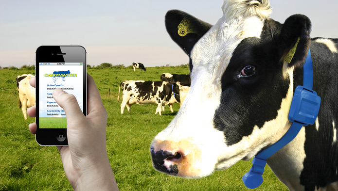 Arla тестирует системы 3D-изображений для улучшения мониторинга благополучия коров