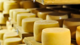 «Рота-агро» вложит более 1 млрд рублей в строительство завода по производству сыров в Подмосковье