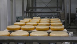 «Агрокомплекс им. Н.И. Ткачева» в 2021 году увеличил выпуск сыров на 40%