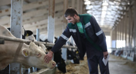 Семь главных вопросов о содержании и кормлении стада до 200 коров