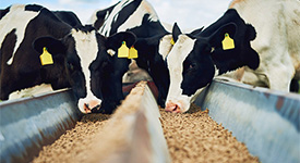 Баланс жирных кислот в кормлении коров: стеариновая кислота и ненасыщенные жирные кислоты
