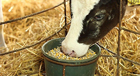 Баланс жирных кислот в кормлении коров: пальмитиновая кислота
