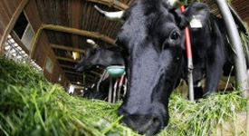 Как повысить фертильность коров с помощью кормления