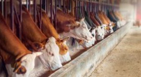Как сбалансировать энергию и протеин в рационах молочных коров