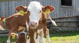 Как правильно подобранные рационы для коров помогают повысить эффективность кормления