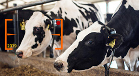 Искусственный Интеллект и дополненная реальность: пять новых технологий, которые меняют молочное животноводство