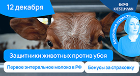 Новости за 5 минут: защитники животных против убоя, первое энтеральное молоко в РФ и бонусы за страховку