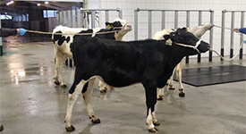 Компания «Коджент Рус» сообщила о старте продаж сексированного семени молочных быков, произведенного в России