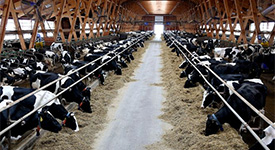 Обзор: Оборудование и технологии для роста продуктивности молочных хозяйств