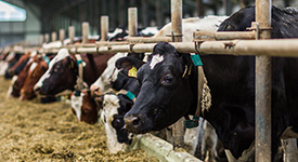 Чем опасен тепловой стресс для коров и как с ним бороться