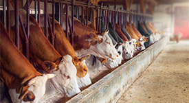 Три причины, почему проблеме теплового стресса у коров нужно особое внимание