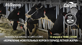 Вебинар «Кормление новотельных коров в период летней жары»