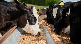 Как правильно кормить новотельных коров в период летней жары