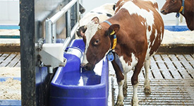 5 главных советов по кормлению коров на роботизированной ферме