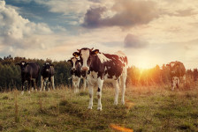 Союзмолоко и «ФосАгро» проведут вебинар о влиянии климатической повестки на молочную отрасль