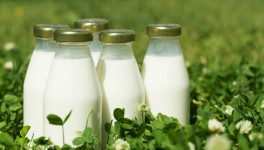 Союзмолоко: принятие закона об особенностях маркировки органической продукции сэкономит отрасли до 30 млрд руб.