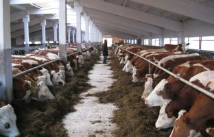 Производство товарного молока в России с начала года выросло на 1,8%