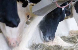 Новые документы: разрешения на импорт лизина и программа развития АПК