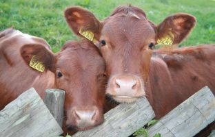 Новые документы: субсидии на повышение продуктивности и лизинг