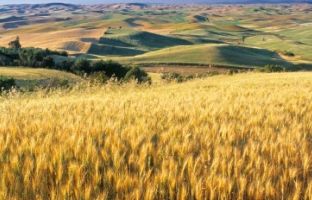 Новые документы: субсидии на повышение продуктивности и реестр земель