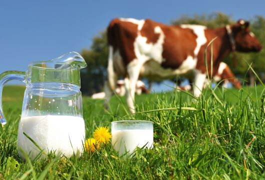 Карта молочной отрасли: цены на молоко и молочные продукты