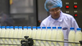 Что переработчики молока думают об ограничении наценок
