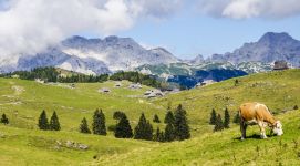 Как у них: почему Швейцария отказалась менять продовольственную политику