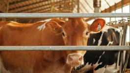 10 советов по кормлению новотельных коров