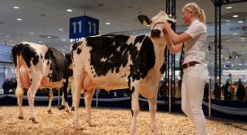 10 прогнозов по развитию молочного рынка от экспертов Eurotier 2018