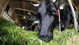 Как повысить фертильность коров с помощью кормления